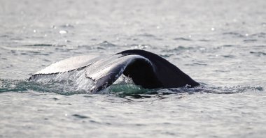 İzlanda 'daki kambur balina, balina izleme gezisinden