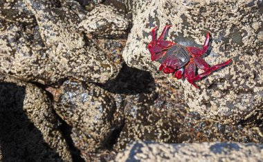 Kanarya Adaları 'ndaki Lanzarote Adası' nda (İspanya) Fas Yengeci (Grapsus adscensionis))
