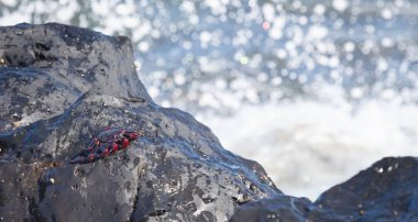 Kanarya Adaları 'ndaki Lanzarote Adası' nda (İspanya) Fas Yengeci (Grapsus adscensionis))