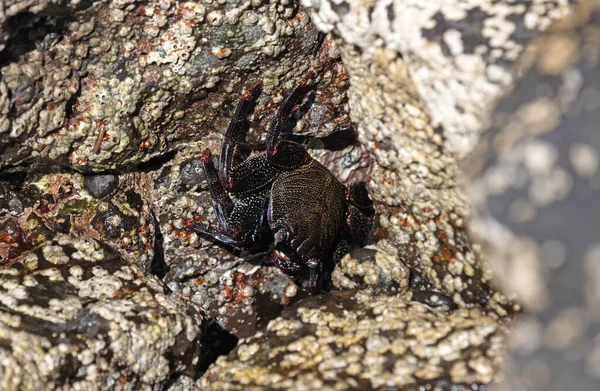 Krab Mauretański Lub Krab Czerwony Grapsus Adscensionis Wyspie Lanzarote Wyspy — Zdjęcie stockowe