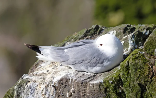 Pájaro Gatito Patas Negras Acantilado Anidación Verano Islandia —  Fotos de Stock