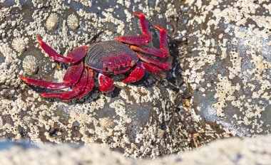 Kanarya Adaları 'ndaki Lanzarote Adası' nda (İspanya) Fas Yengeci (Grapsus adscensionis))