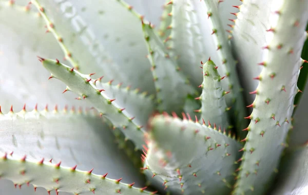 Aloe Vera Prickly Thorns Found Nature Selective Focused —  Fotos de Stock