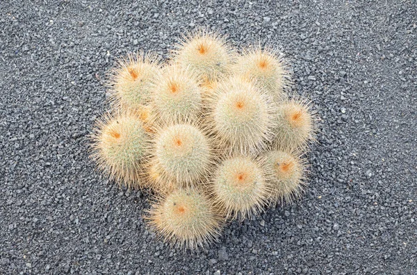 Parodia Concinna Cacto Com Espinhos Espinhosos Como Encontrado Natureza Focado — Fotografia de Stock