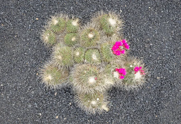 Kaktus Blomma Och Kaktus Med Taggiga Taggar Som Finns Naturen — Stockfoto