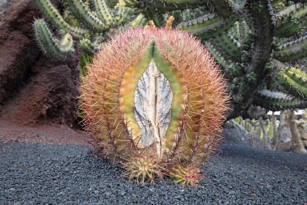 金Barrel Cactus 有刺刺 在自然界中发现 有选择性地集中注意 — 图库照片