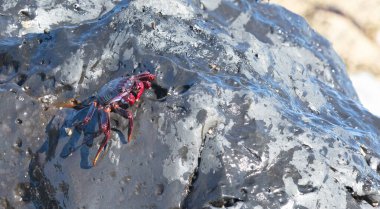 Kanarya Adaları 'ndaki Lanzarote Adası' nda (İspanya) Fas Yengeci (Grapsus adscensionis))