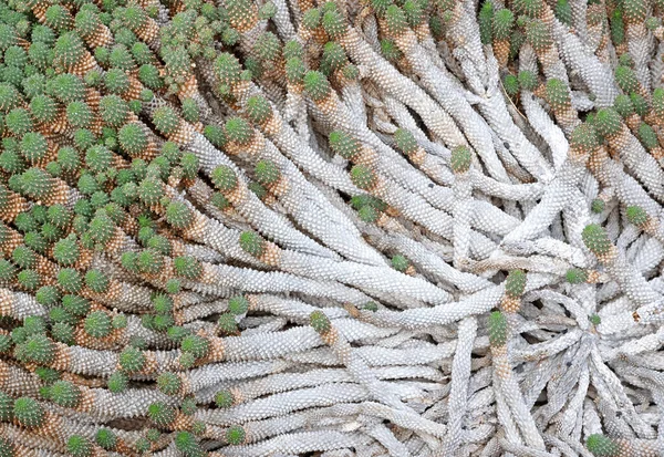 Kaktus Bodavými Trny Přírodě Selektivní Soustředění — Stock fotografie