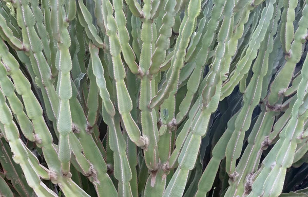 Kaktus Med Taggiga Taggar Som Finns Naturen Selektiv Fokuserad — Stockfoto
