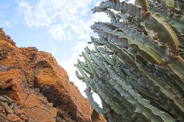 Cactus Con Espinas Espinosas Como Encuentra Naturaleza Focalizado Selectivo — Foto de Stock