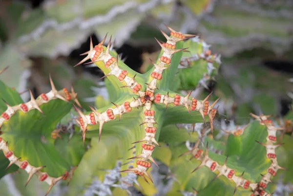 有刺刺的仙人掌 在自然界中发现 有选择性地集中在 — 图库照片