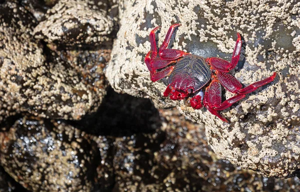 Granchio Moresco Granchio Rosso Grapsus Adscensionis Sull Isola Lanzarote Isole — Foto Stock