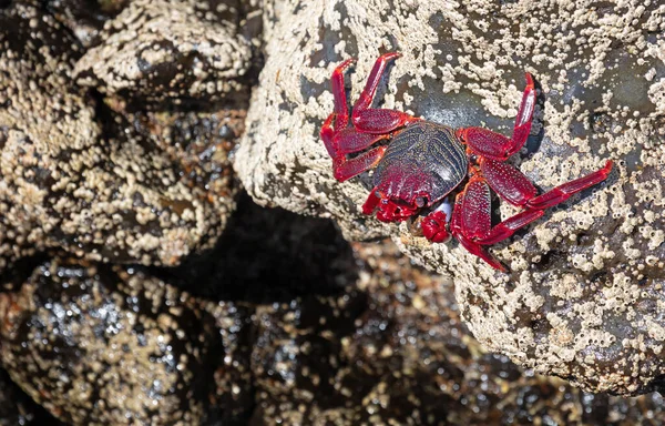 Morisk Krabba Eller Rödkrabba Grapsus Adscensionis Lanzarote Kanarieöarna Spanien — Stockfoto