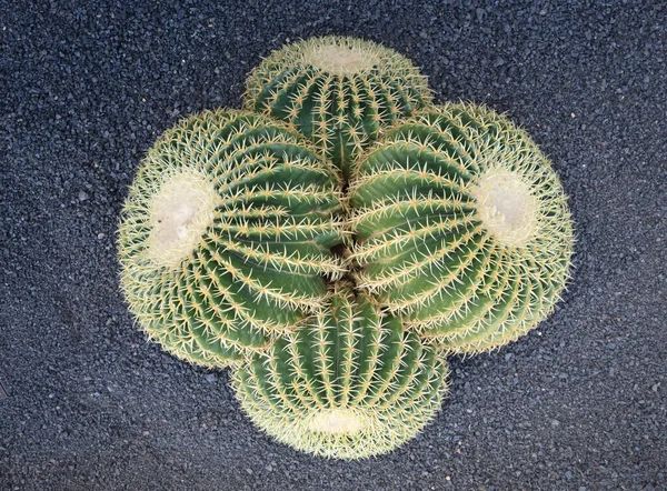 金Barrel Cactus 有刺刺 在自然界中发现 有选择性地集中注意 — 图库照片