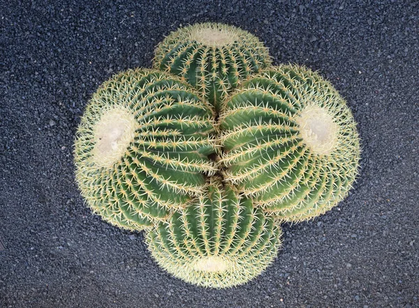 Golden Barrel Cactus Prickly Thorns Found Nature Selective Focused — Stock Photo, Image