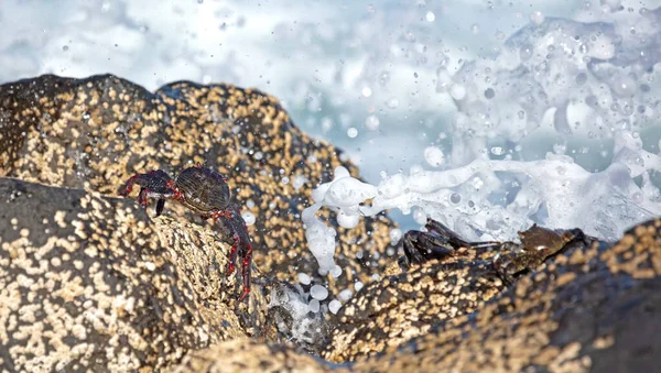 Morisk Krabba Eller Rödkrabba Grapsus Adscensionis Lanzarote Kanarieöarna Spanien — Stockfoto