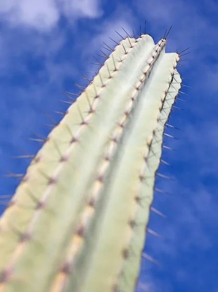 Cacto Com Espinhos Espinhosos Como Encontrado Natureza Seletiva Focada — Fotografia de Stock