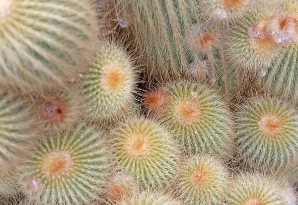 Parodia Concinna Cactus Con Espinas Espinosas Como Encuentra Naturaleza Enfoque — Foto de Stock