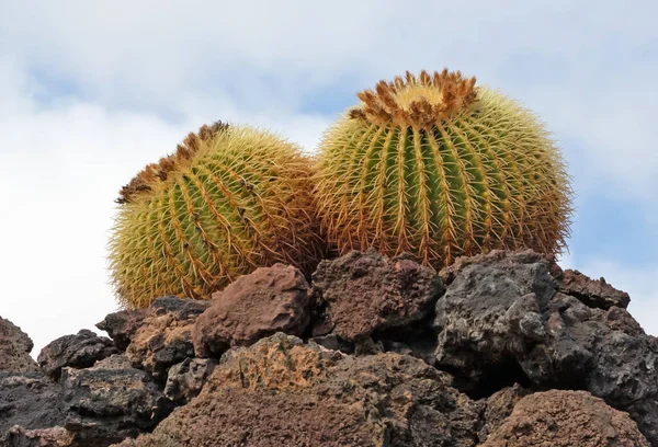 Golden Barrel Cactus Com Espinhos Espinhosos Como Encontrado Natureza Seletiva — Fotografia de Stock