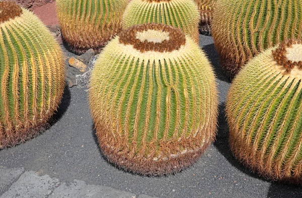 Cactus Barril Dorado Con Espinas Espinosas Como Encuentra Naturaleza Enfocado —  Fotos de Stock