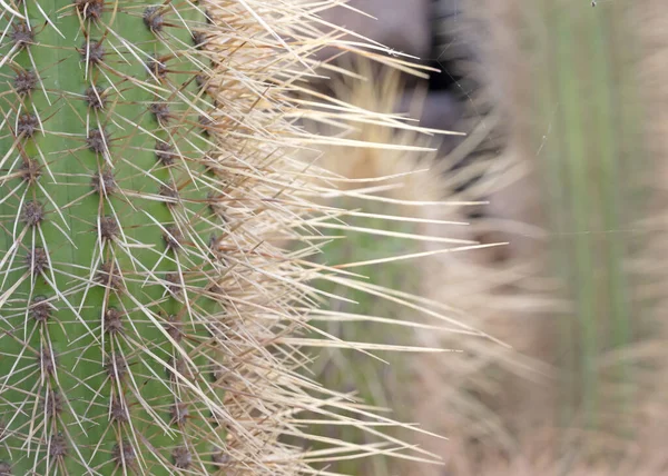 Parodia Concinna Cactus Con Espinas Espinosas Como Encuentra Naturaleza Enfoque —  Fotos de Stock