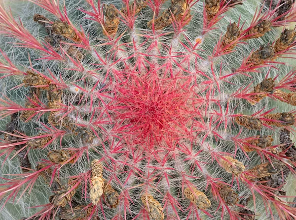 Pequeño Cactus Redondo Rojo Con Espinas Espinosas Como Encuentra Naturaleza — Foto de Stock