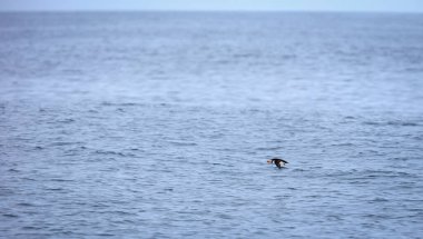 Suyun üzerinde uçan martı, İzlanda yakınlarında Atlantik okyanusu, seçici bir odak noktası.