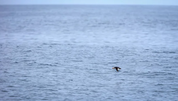 Puffin Przelatujący Nad Wodą Ocean Atlantycki Pobliżu Islandii Ostrość Selektywna — Zdjęcie stockowe