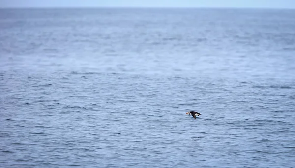 Puffin Flying Water Atlantic Ocean Iceland Selective Focus — Stock Photo, Image