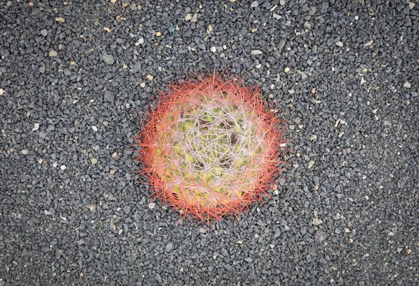 Liten Röd Rund Kaktus Med Taggiga Taggar Som Finns Naturen — Stockfoto