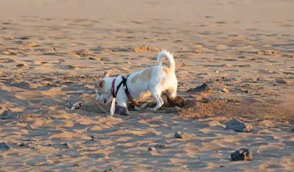 Маленькая Собака Копает Яму Пляже — стоковое фото