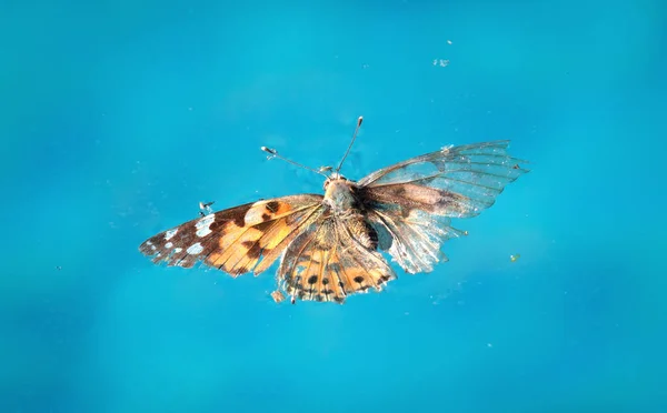 Πνιγμένη Πεταλούδα Μια Μπλε Πισίνα — Φωτογραφία Αρχείου