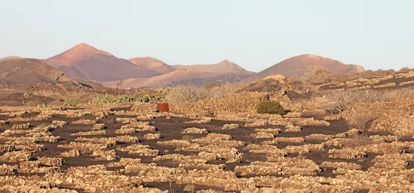 Dusty Landscape Grapevines Lanzarote Island Spain — Stock Photo, Image