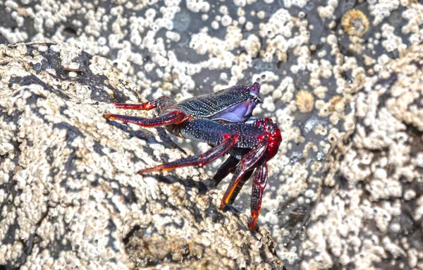 Moorish Crab Red Crab Grapsus Adscensionis Στο Νησί Lanzarote Των — Φωτογραφία Αρχείου