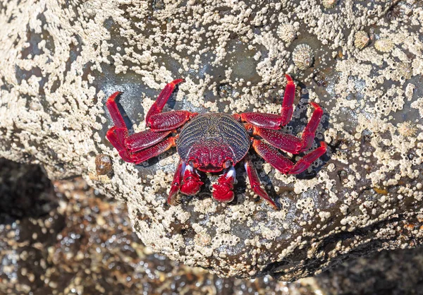 Granchio Moresco Granchio Rosso Grapsus Adscensionis Sull Isola Lanzarote Isole — Foto Stock