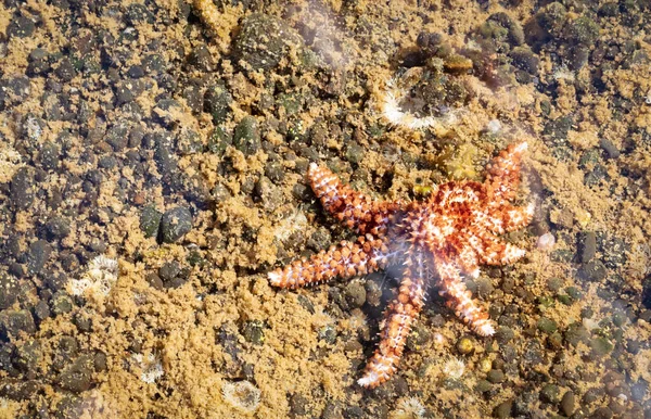 Red Starfish Shalow Lake Lanzarote Spain — Stock Photo, Image