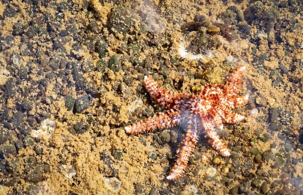 Estrella Mar Roja Lago Mariscos Lanzarote España —  Fotos de Stock