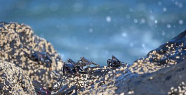 Kanarya Adaları 'ndaki Lanzarote Adası' nda (İspanya) Fas Yengeci (Grapsus adscensionis))