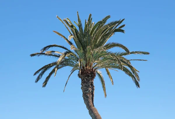 Palme Teil Gegen Blauen Himmel Mit Copyspace — Stockfoto