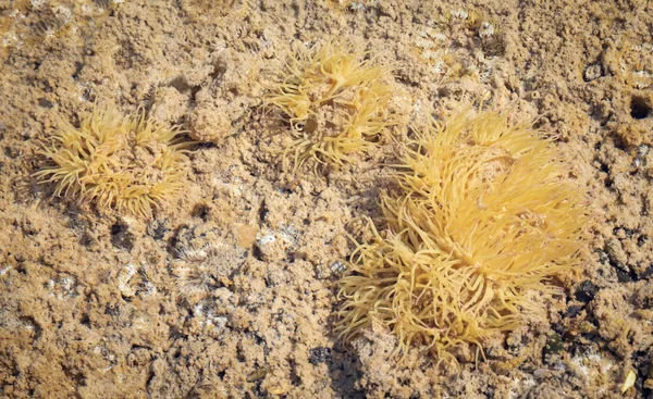 ランサローテ島の小さな湖での水中生活 スペイン — ストック写真