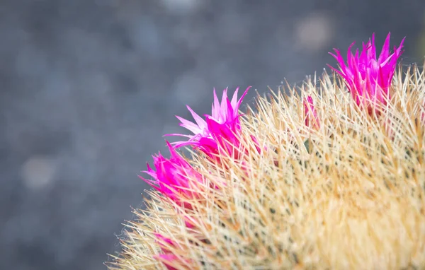 Cactus Flower Cactus Prickly Thorns Found Nature Selective Focused — Stock Photo, Image
