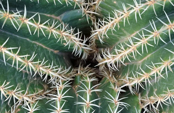 Cactus Barril Dorado Con Espinas Espinosas Como Encuentra Naturaleza Enfocado — Foto de Stock