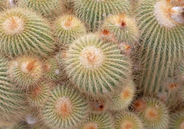 Parodia Concinna Cactus Prickly Thorns Found Nature Selective Focused — Φωτογραφία Αρχείου