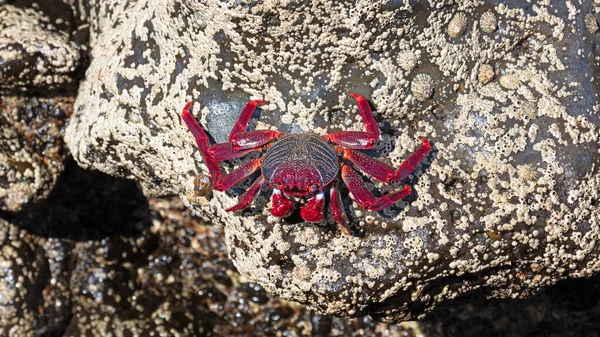 Krab Bělavý Grapsus Adscensionis Ostrově Lanzarote Kanárské Ostrovy Španělsko — Stock fotografie