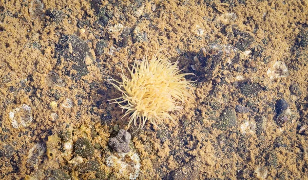 Lanzarote Küçük Bir Gölde Altında Yaşam Spanya — Stok fotoğraf