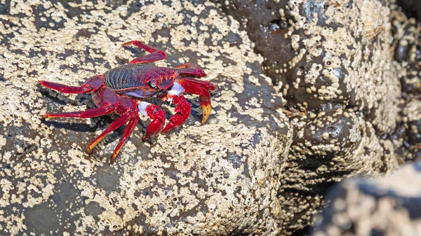 Mór Rák Vagy Vörös Rák Grapsus Adscensionis Lanzarote Szigeten Kanári — Stock Fotó