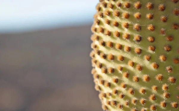 Cacto Com Espinhos Espinhosos Como Encontrado Natureza Seletiva Focada — Fotografia de Stock