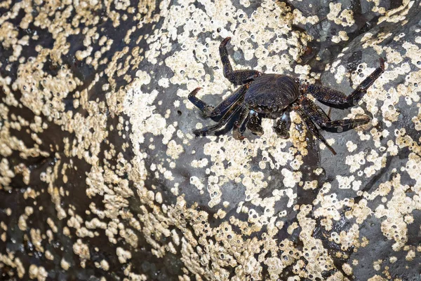 Caranguejo Mourisco Caranguejo Vermelho Grapsus Adscensionis Ilha Lanzarote Ilhas Canárias — Fotografia de Stock