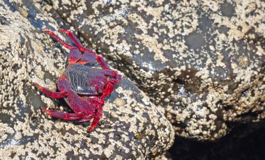 Kanarya Adaları 'ndaki Lanzarote Adası' nda (İspanya) Fas Yengeci (Grapsus adscensionis))