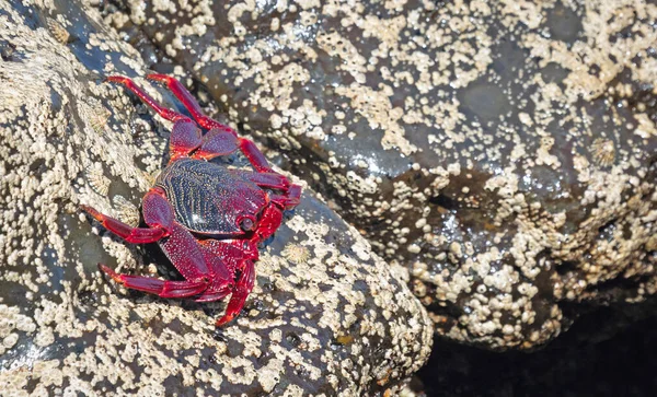 カナリア島ランサローテ島 スペイン のムーア人のカニまたは赤いカニ グラッススアドボカシー — ストック写真